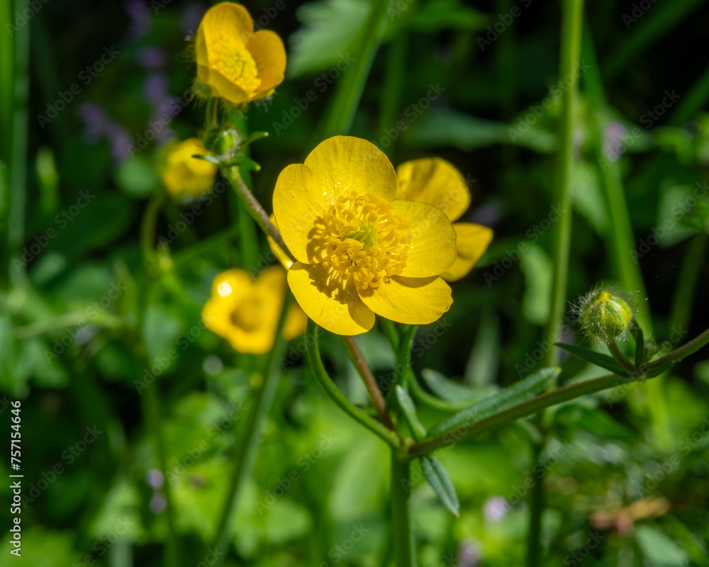 yellow flower in the garden yellow flower in the garden