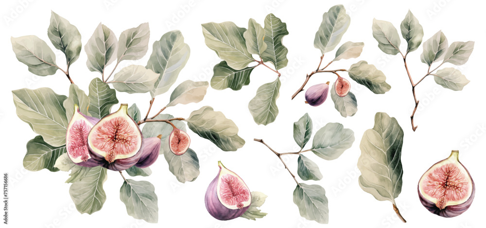 Fototapeta premium Watercolor floral bouquet with flowers and figs fruits
