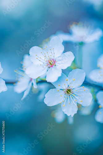 Spring artistic blossom background. Beautiful nature scene with blooming tree and sun flare. Springtime amazing sun flares and blurred dream abstract blue tones closeup view. White cherry flowers © icemanphotos