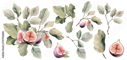 Watercolor floral bouquet with flowers and figs fruits