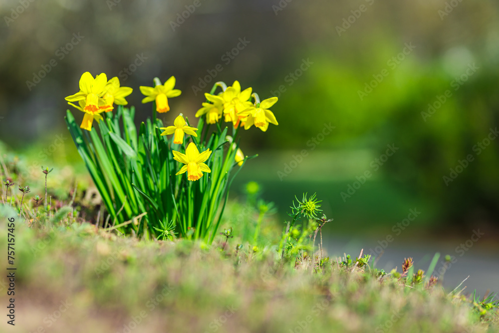 Fototapeta premium Daffodil flowers and blurred spring meadow. Magic colorful artistic image tenderness of nature, spring floral wallpaper. Yellow blossoms with soft sunlight, dream nature, peaceful garden 