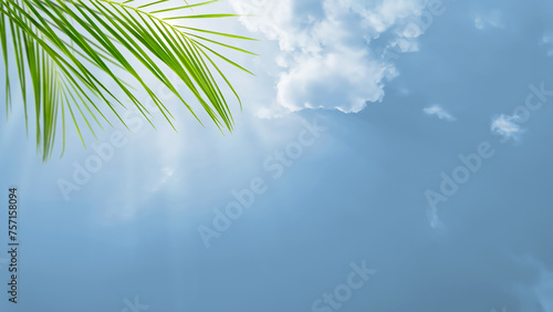 green palm leaf isolated on blue sky with fluffy cloud in sunshine, idyllic nature scene background with tropical atmosphere