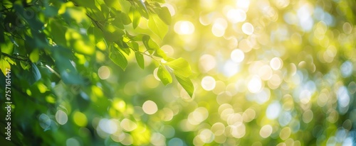 Tranquil Nature Backdrop with Lush Green Leaves Glistening under the Soft Sunlight and Ethereal Bokeh - A Serene and Refreshing Outdoor Scene