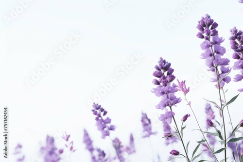 purple flowers with a white background