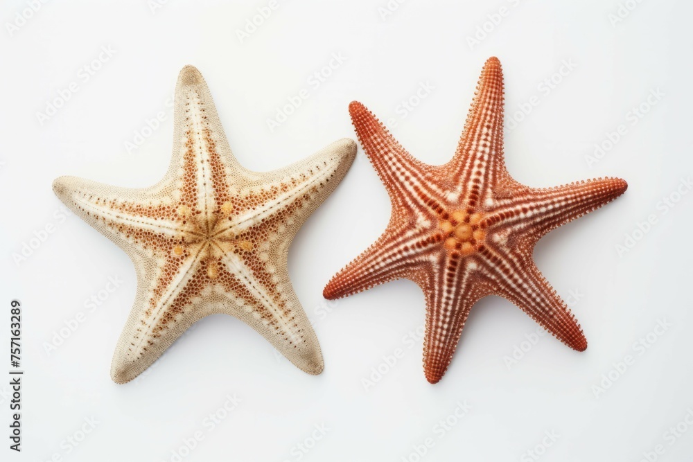 two starfish in different shades against a white background two starfish in different shades against a white background