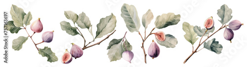 Watercolor set with figs fruits and leaves