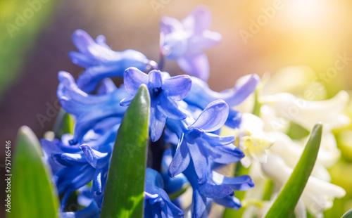 Spring blue hyacinth. Blooming flower on flowerbed. Gardening