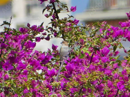 Fleurs roses violettes photo