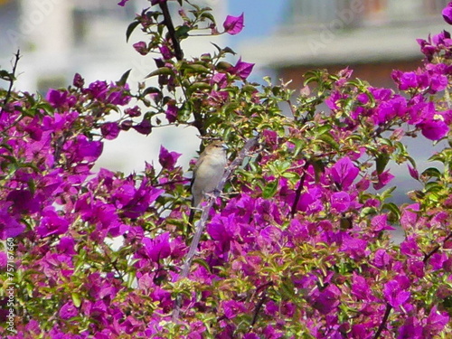 Fleurs roses violettes photo