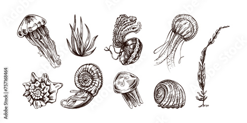 Seashells, jellyfishes, ammonite, nautilus mollusc, seaweed vector set. Hand-drawn sketch illustration. Collection of realistic sketches of various ocean creatures isolated on white background. © Mariia Mazaeva