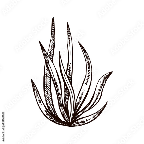Hand-drawn sketch of underwater sea weed, laminaria spirulina seaweed icon. Engraved water element. Ocean doodle vector illustration. Sea collection.
