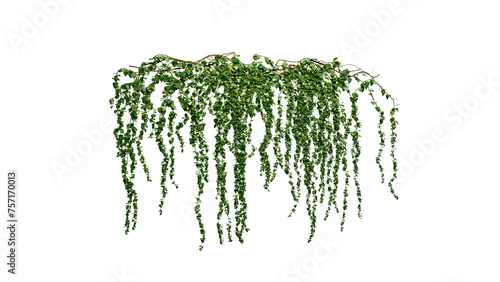 Ivy Plants PNG , Plants,Floral elements,Flowers,Pots on a Transparent Background