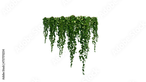 Ivy Plants PNG , Plants,Floral elements,Flowers,Pots on a Transparent Background