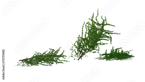 Ivy Plants PNG , Plants,Floral elements,Flowers,Pots on a Transparent Background