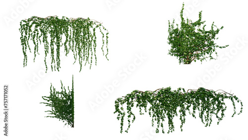 Ivy Plants PNG , Plants,Floral elements,Flowers,Pots on a Transparent Background