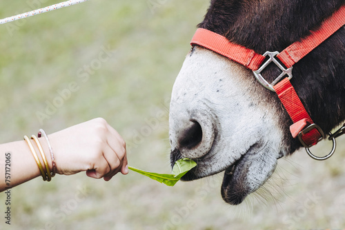 Close-up sur le museau d'un âne gourmand en train de manger une feuille