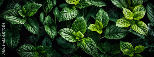 Green plant with leaves that are shiny and serrated edge it is close up of mint leaf.