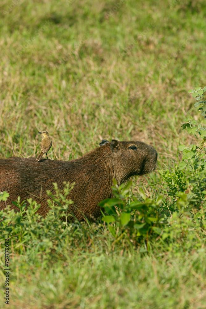 Capybaras in Los Llanos, Venezuela, Apure Capybaras in Los Llanos, Venezuela, Apure