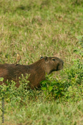 Capybaras in Los Llanos, Venezuela, Apure © Edyta