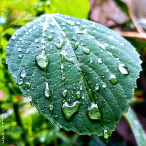Jakarta, special region of the capital city of Jakarta, Indonesia - March 9 2024: The dew drops on the leaves are a beautiful sight in the morning, in Jakarta.