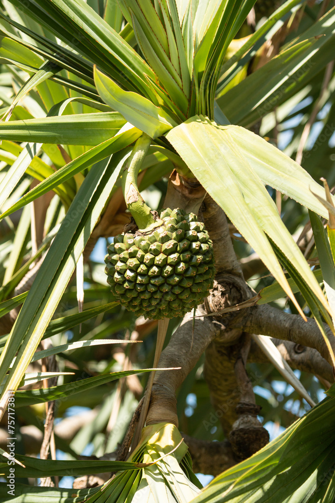 green jackfruit fruit on a tree with leaves green jackfruit fruit on a tree with leaves