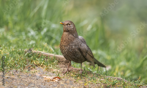 Blackbird, female, © Digital Nature 