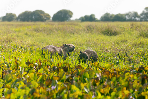 Capybaras in Los Llanos, Venezuela, Apure