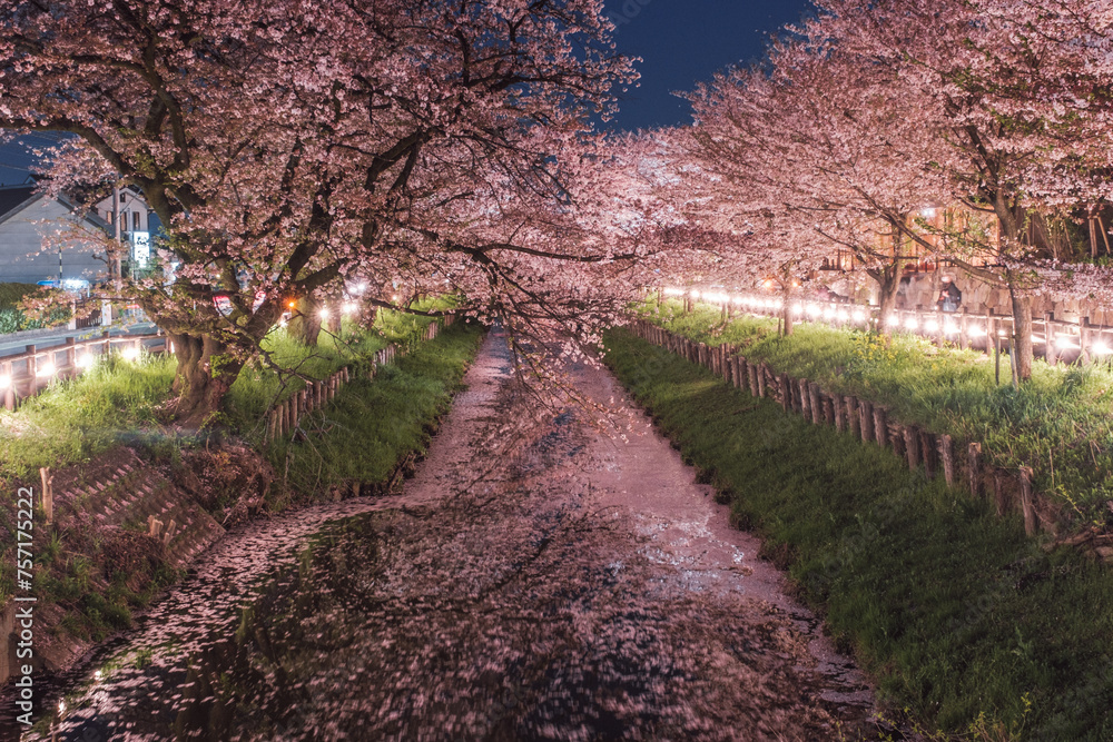 夜桜ライトアップ