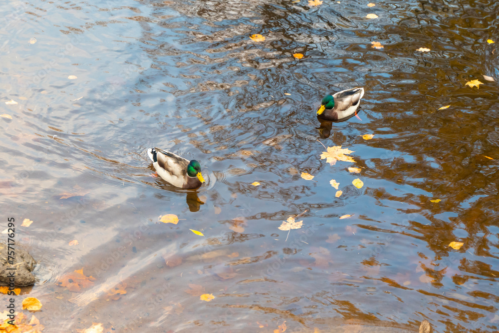 mallard ducks on a water in dark pond with floating autumn or fall leaves, top view. Beautiful fall nature . Autumn october season animal, landscape background. Vibrant red orange nature colors.