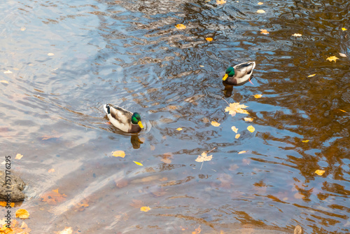 Obraz na płótnie mallard ducks on a water in dark pond with floating autumn or fall leaves, top view. Beautiful fall nature . Autumn october season animal, landscape background. Vibrant red orange nature colors. w salonie