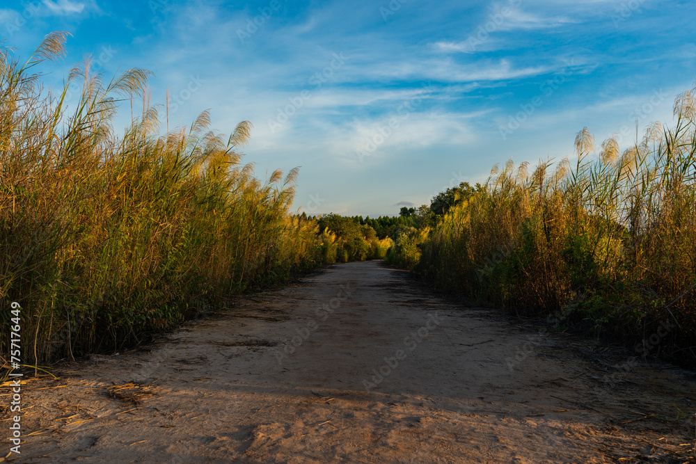 A dirt road with glassland during sunset A dirt road with glassland during sunset