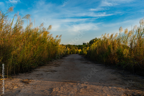 A dirt road with glassland during sunset photo