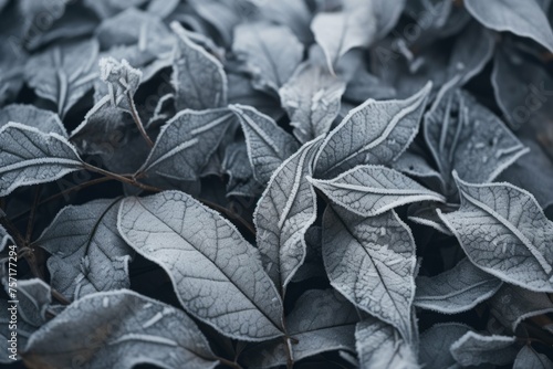 Snowy Leaves Pattern Macro Background