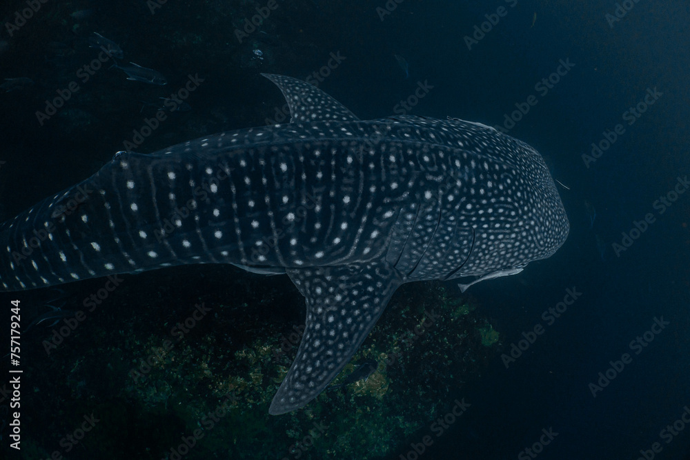The large whale shark is a sought-after sight for divers. The large whale shark is a sought-after sight for divers.