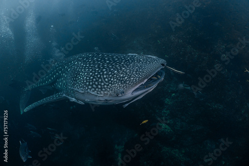Whale sharks are gentle giants and are not dangerous to humans.
