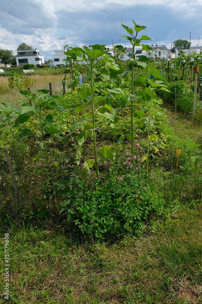 FU 2021-07-25 ObstGrill 47 Im Beet wächst Gemüse