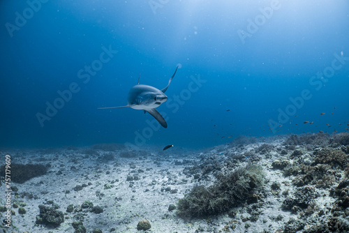 Long-tailed sharks are approximately 3-4 meters long