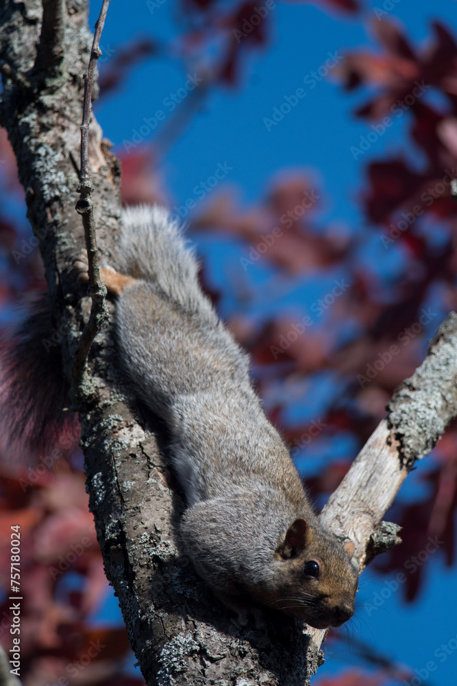 Eastern Grey Squirrel hanging upside down from a tree with blue sky
