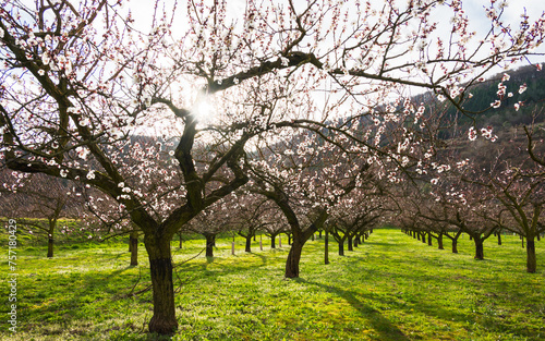 Apricot trees during spring time in Wachau valley, Austria photo