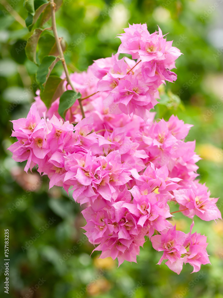 Fototapeta premium ブーゲンビリアの花