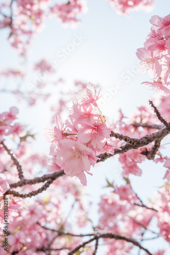 満開のピンクの桜