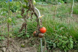 FU 2021-08-13 Natur 30 An der Pflanze wachsen Tomaten
