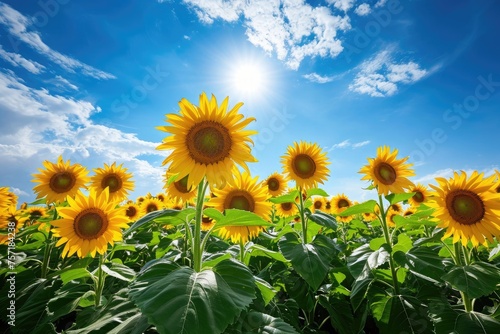 A vast expanse of yellow sunflowers stretches across a field beneath a clear blue sky  A peaceful meadow flooded with dazzling sunflowers under a bright blue sky  AI Generated