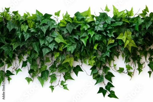 A vine covered wall with lush green leaves and a variety of other plants, isolated on white background