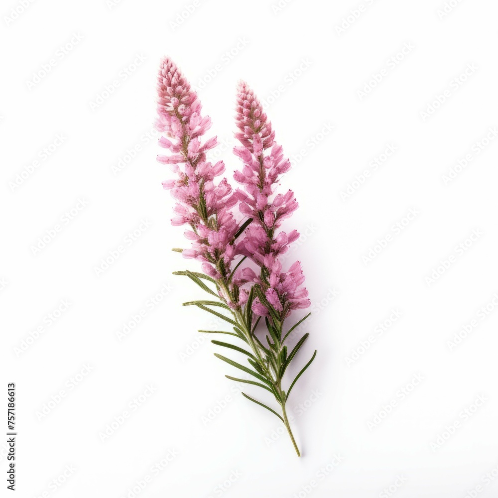 Fototapeta premium Heather Flower, isolated on white background