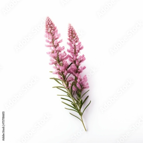 Heather Flower  isolated on white background