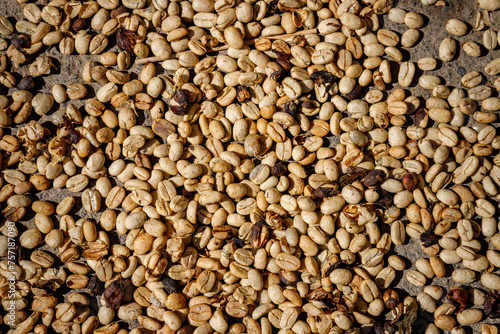 Closeup of coffee beans roasting in the sun
