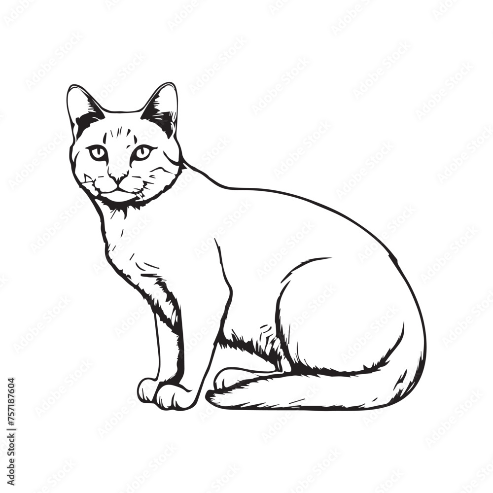 Cat Animal drawing art design vector Cat Animal drawing art design vector