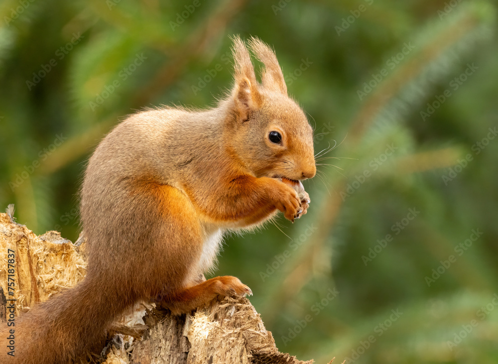 Cute little scottish red squirrel in the forest