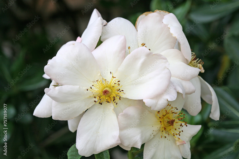 Rosa 'Sally Holmes' has single, creamy-white flowers Rosa 'Sally Holmes' has single, creamy-white flowers